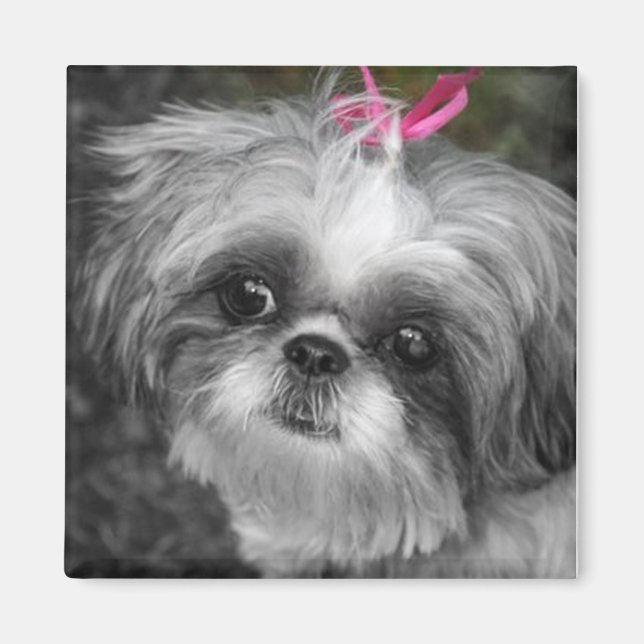 Imã Shitzu Dog Square Magnet (Frente)