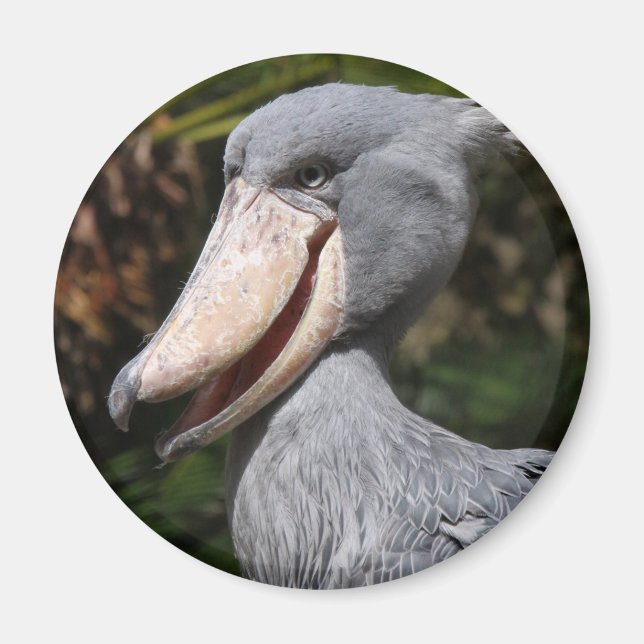 Imã Shoebill (Frente)