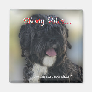 Imã Shorty Lhasa Apso-Shih Tzu Magnet-personalize