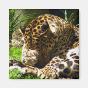 Imã Shy Leopard