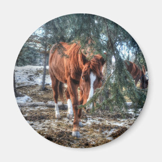 Imã Shy Sorrel Mare e Branches Gift