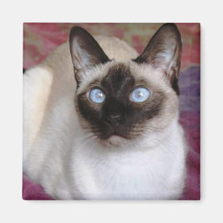 IMÃ SIAMESE CAT