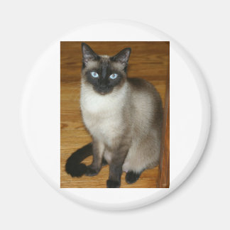 Imã Siamese Cat