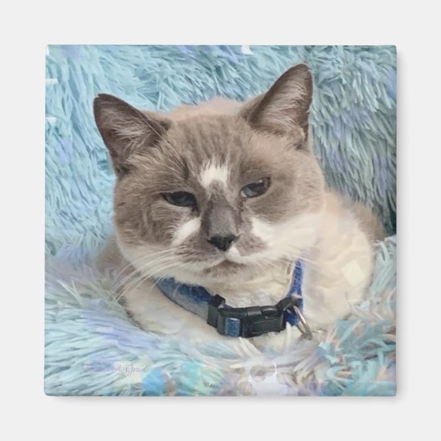 Imã Siamese Snowshoe Cat Blue Eyes Maureen Girard (Frente)