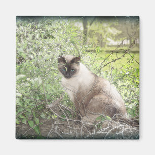 Imã Siamese & videiras