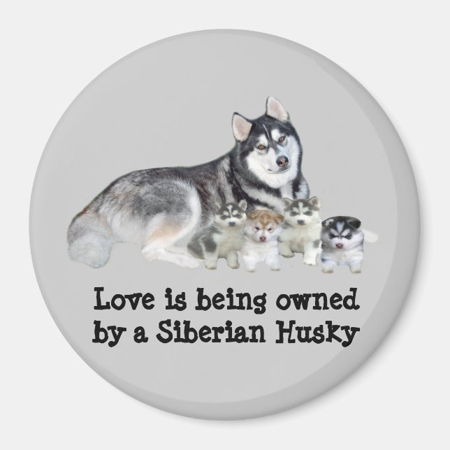Imã Siberian Husky & Puppies Magnet (Frente)