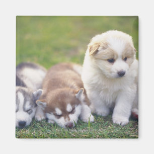 Imã Siberian Husky; uma raça de cão que trabalha