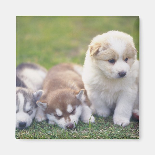 Imã Siberian Husky; uma raça de cão que trabalha (Frente)