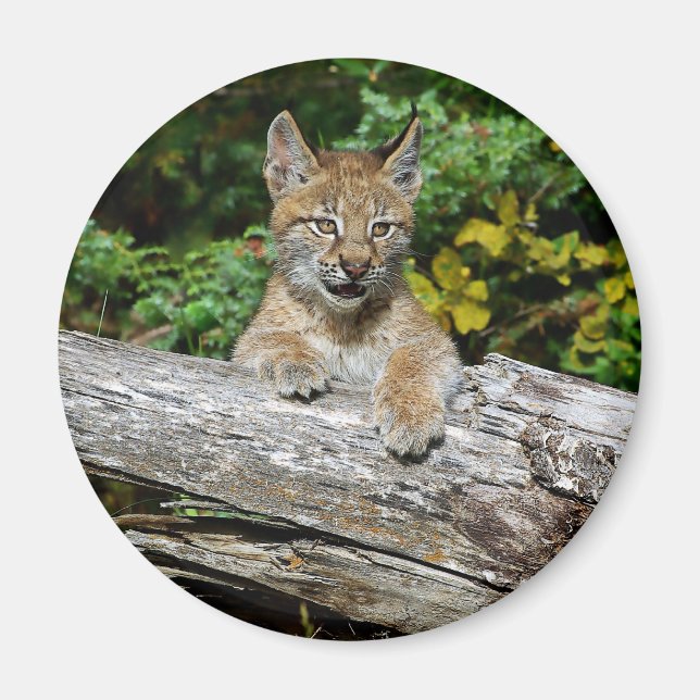 Imã Siberian Lynx Kitten (Frente)
