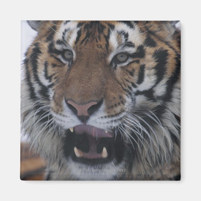 Imã Siberian Tiger Yawning (Frente)