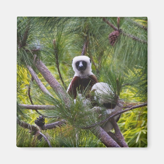 Imã Sifaka de Coquerel na floresta (Frente)