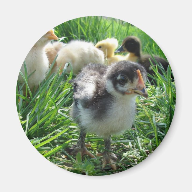 Imã Siga o líder (Frente)