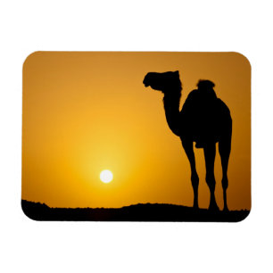 Ímã Silhueta de um camelo selvagem no pôr do sol