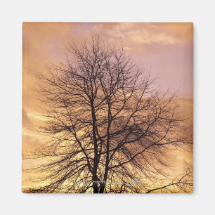 Imã Silhueta de uma árvore com o céu cor-de-rosa e
