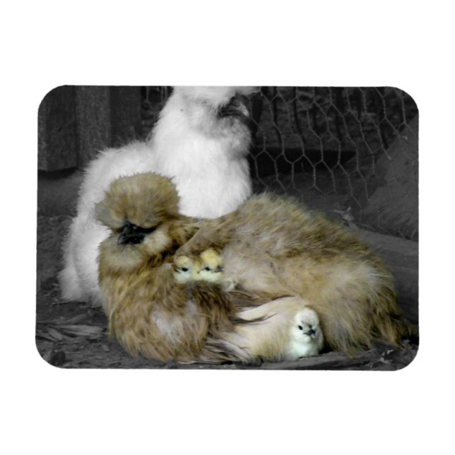 Ímã Silkie Hens com Pintinhos saindo de Penas (Horizontal)
