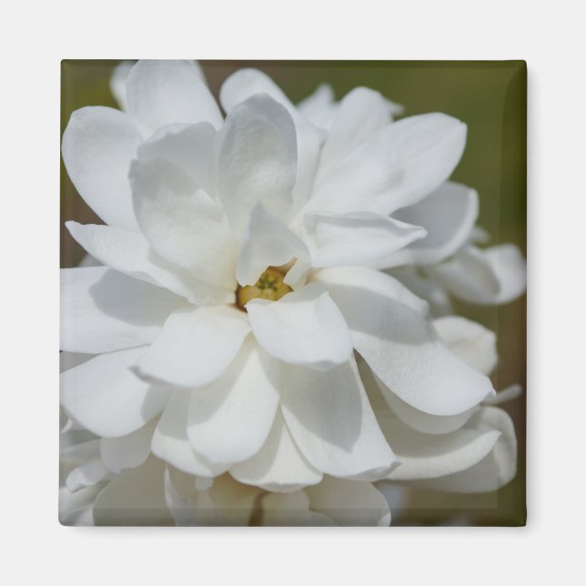 Imã Silky Magnoly (Frente)