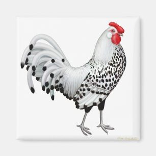 Imã Silver Spangled Hamburg Rooster Magnet