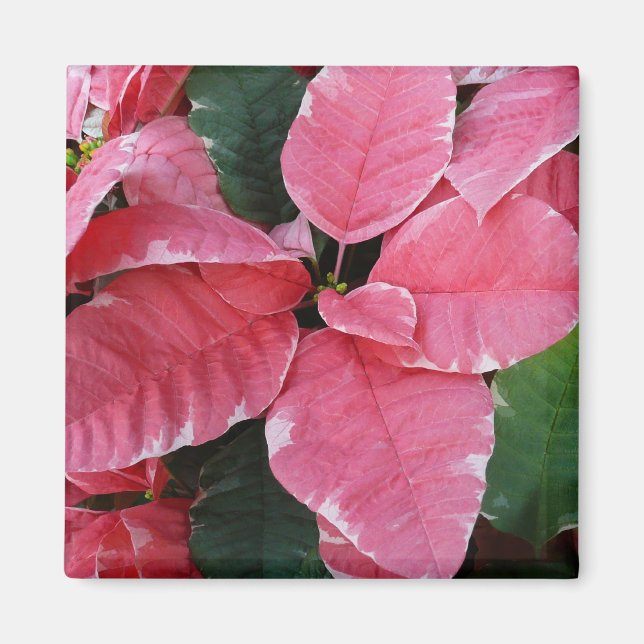 Imã Silver Star Marble Poinsettias Feriado Rosa Floral (Frente)