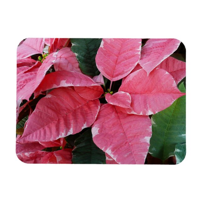 Ímã Silver Star Marble Poinsettias Feriado Rosa Floral (Horizontal)