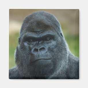 Imã Silverback