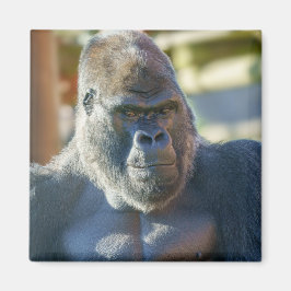 Imã Silverback em greve