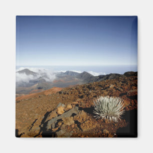 Imã Silversword no cume da cratera Haleakala de perto
