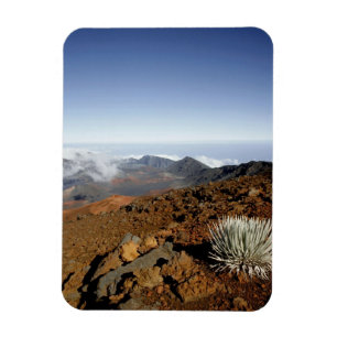 Ímã Silversword no cume da cratera Haleakala de perto