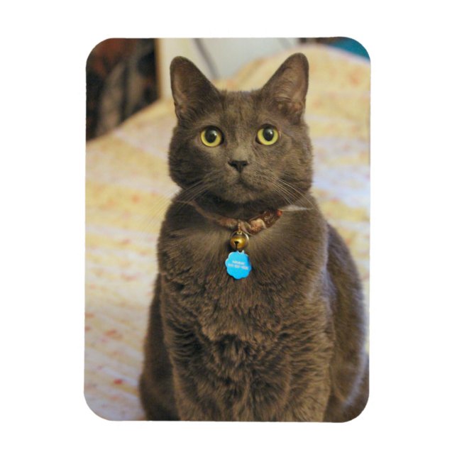 Ímã Sinais (Vertical)