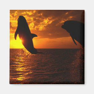 Imã Sinfonia dos golfinhos no por do sol
