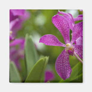 Imã Singapura Sânscrito para Lion City). Nacional