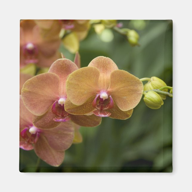 Imã Singapura (Sânscrito para Lion City). Nacional 2 (Frente)