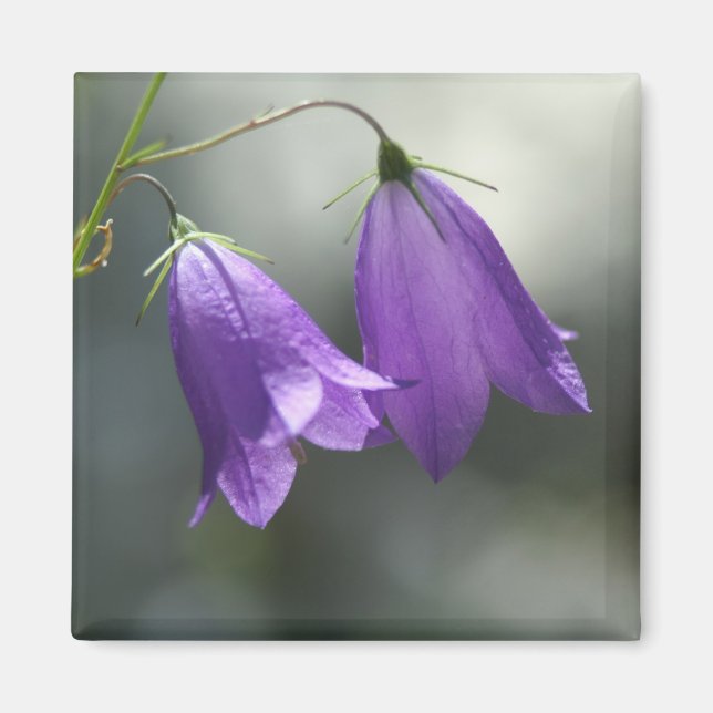 Imã sinos de ímã de segredos (Frente)