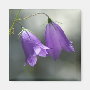 Imã sinos do ímã dos segredos