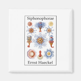 Imã Siphonophorae por Ernst Haeckel