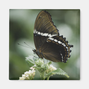 Imã Siproeta Magnet