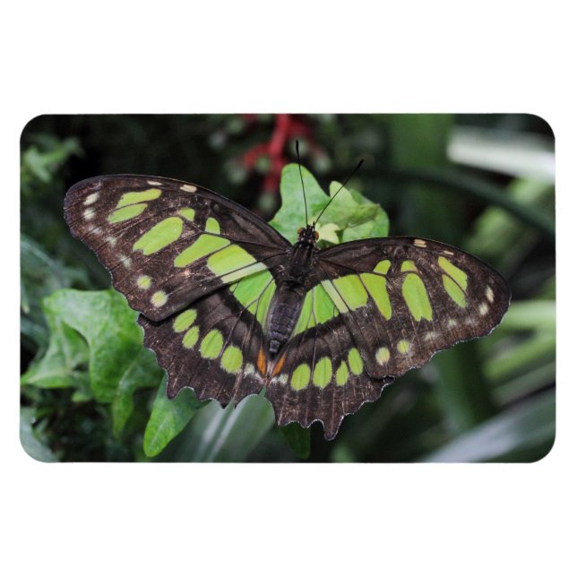 Ímã Siproeta stelenes (Horizontal)