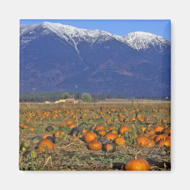 Imã Sistema de Pumpkin em Montana Flathead Valley (Frente)