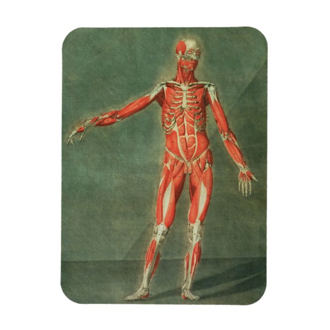 Ímã Sistema Muscular Superficial da Frente do Bo (Vertical)