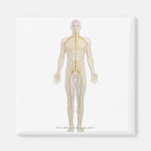 Imã Sistema nervoso humano 2