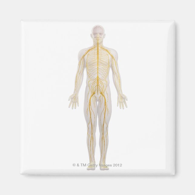 Imã Sistema Nervoso Humano 2 (Frente)