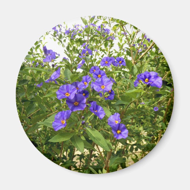 Imã Sisyrinchium Angustifolium Magnet (Frente)