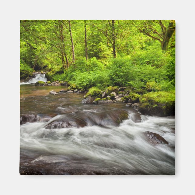 Imã Siuslaw National Forest, Sweet Creek, Oregon (Frente)