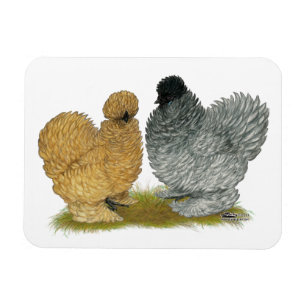Ímã Sizzle Chickens