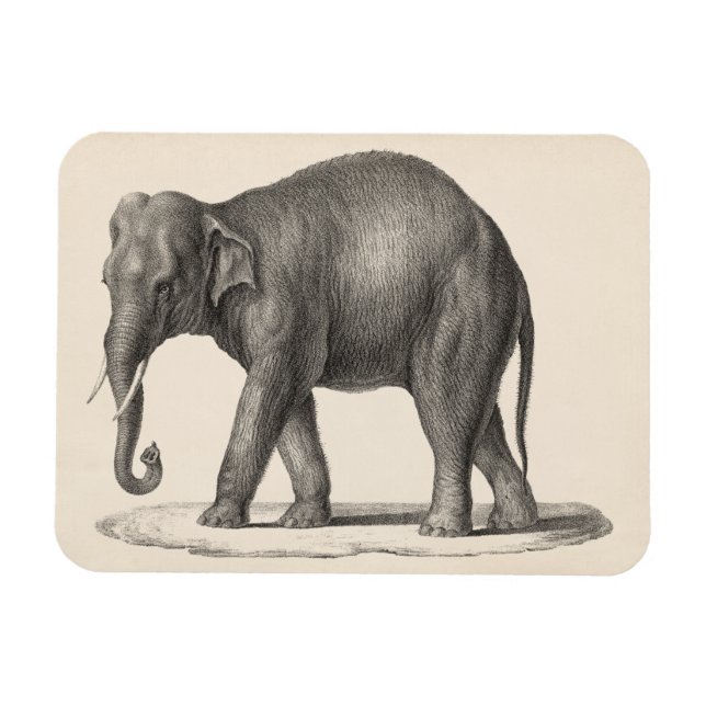 Ímã Sketch Brodtmann Elephant (Horizontal)