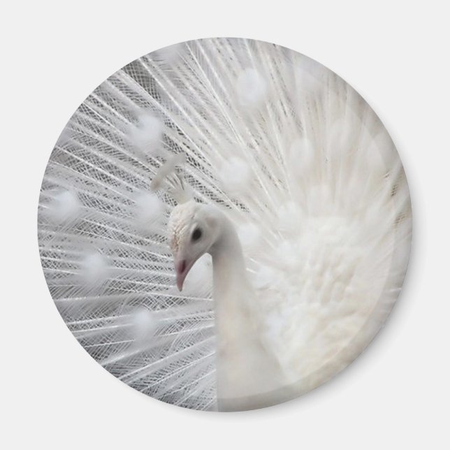 Imã Skully Top Divertido (Frente)