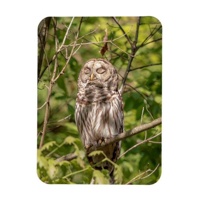Ímã Sleepy Barred Owl (Vertical)
