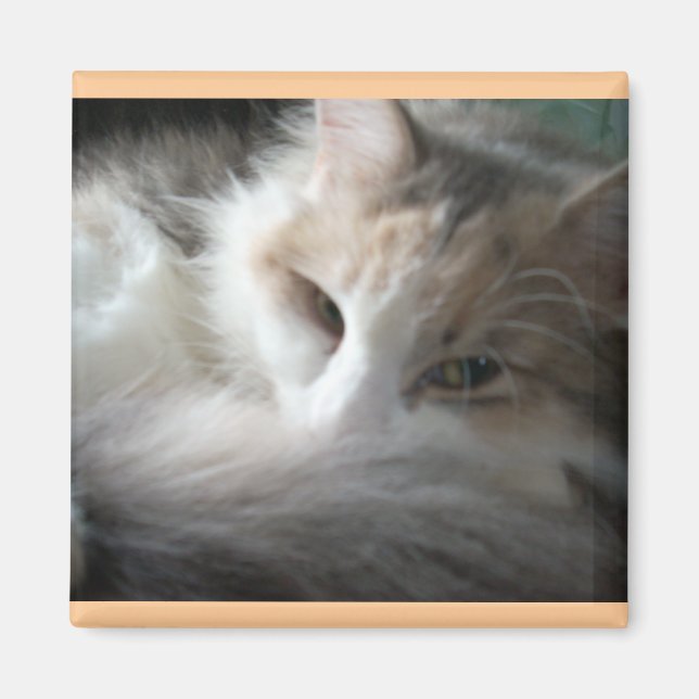 Imã Sleepy Calico (Frente)