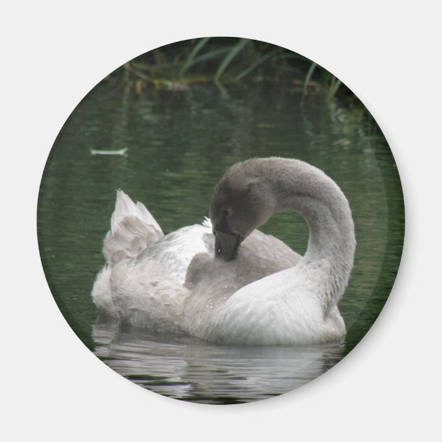 Imã Sleepy Swan Magnet (Frente)