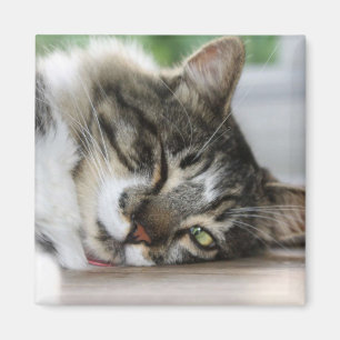 Imã Sleepy Zorro Magnet