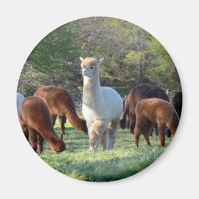 Imã Sleigh Belle (Frente)